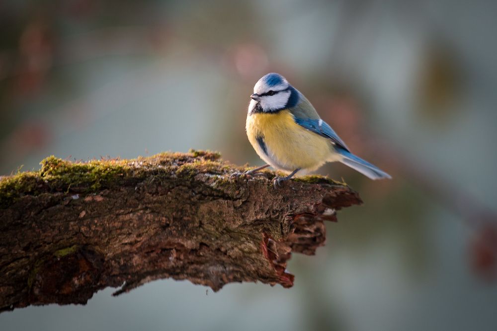 Blue tit