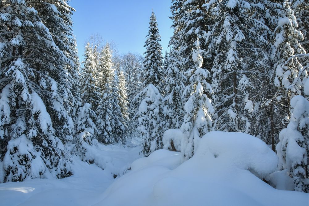 Лес зимой в снегу