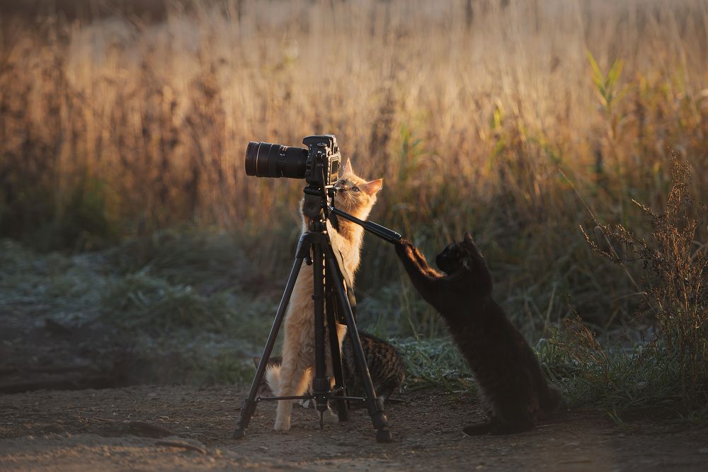 Коты-фотографы!