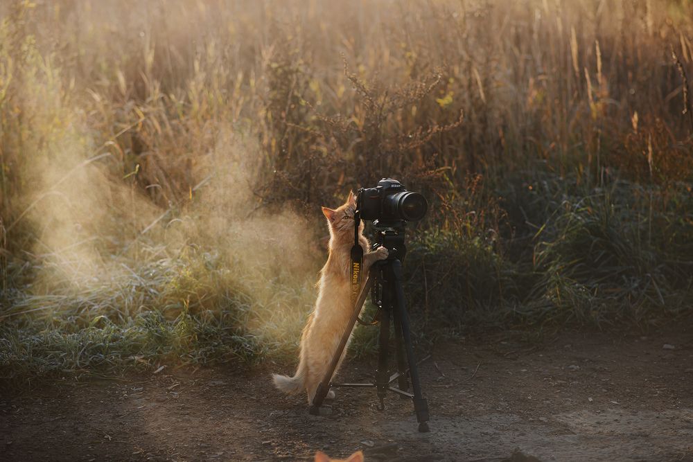 Коты-фотографы!
