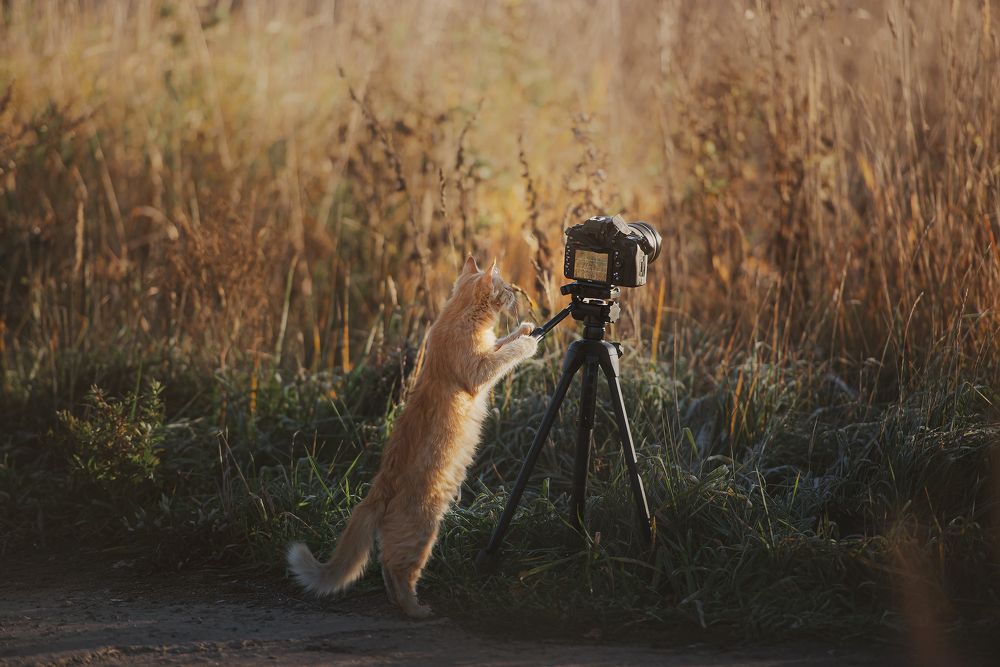 Коты-фотографы!