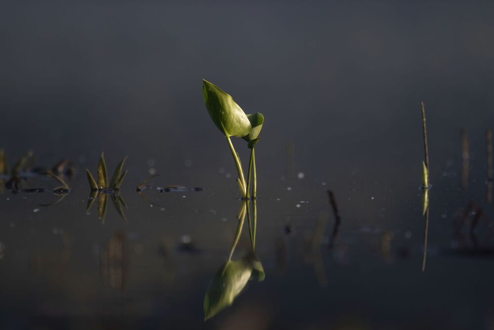 Photo 2085376