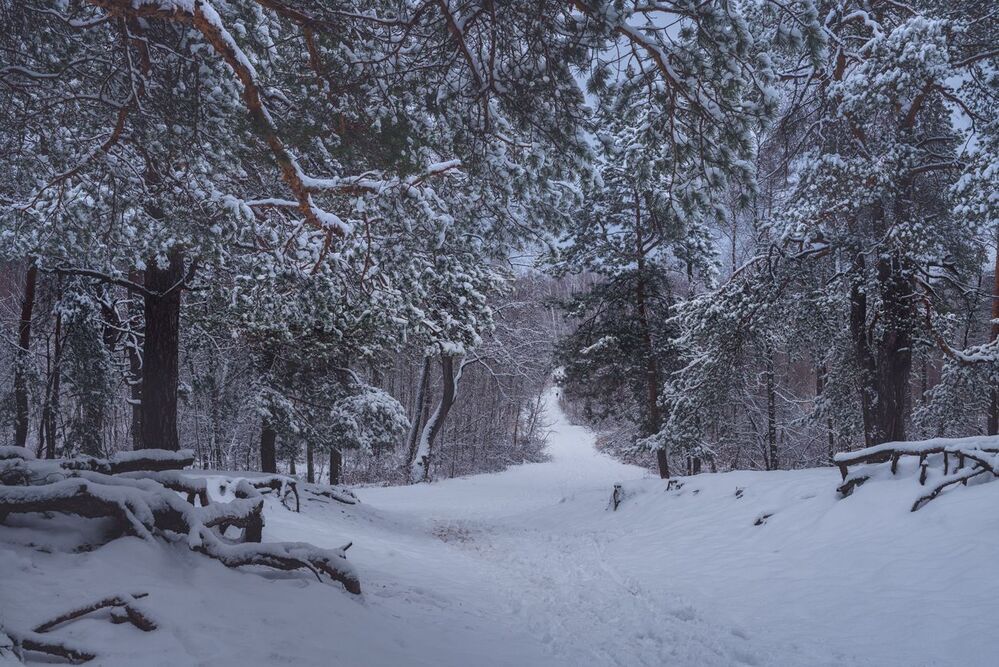 Вечерело, заснеженный лес, январь