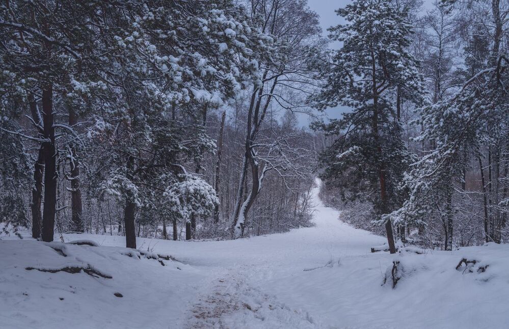 Вечерело, заснеженный лес, январь