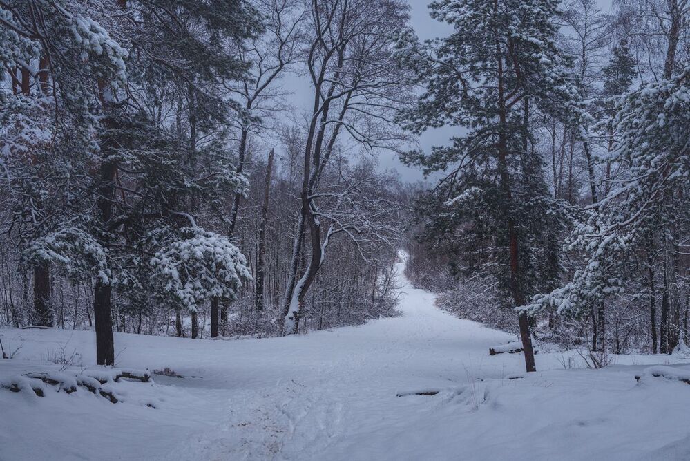 Вечерело, заснеженный лес, январь