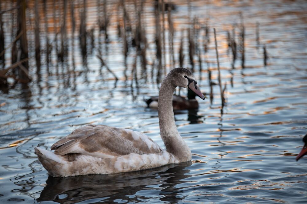 Swan lake