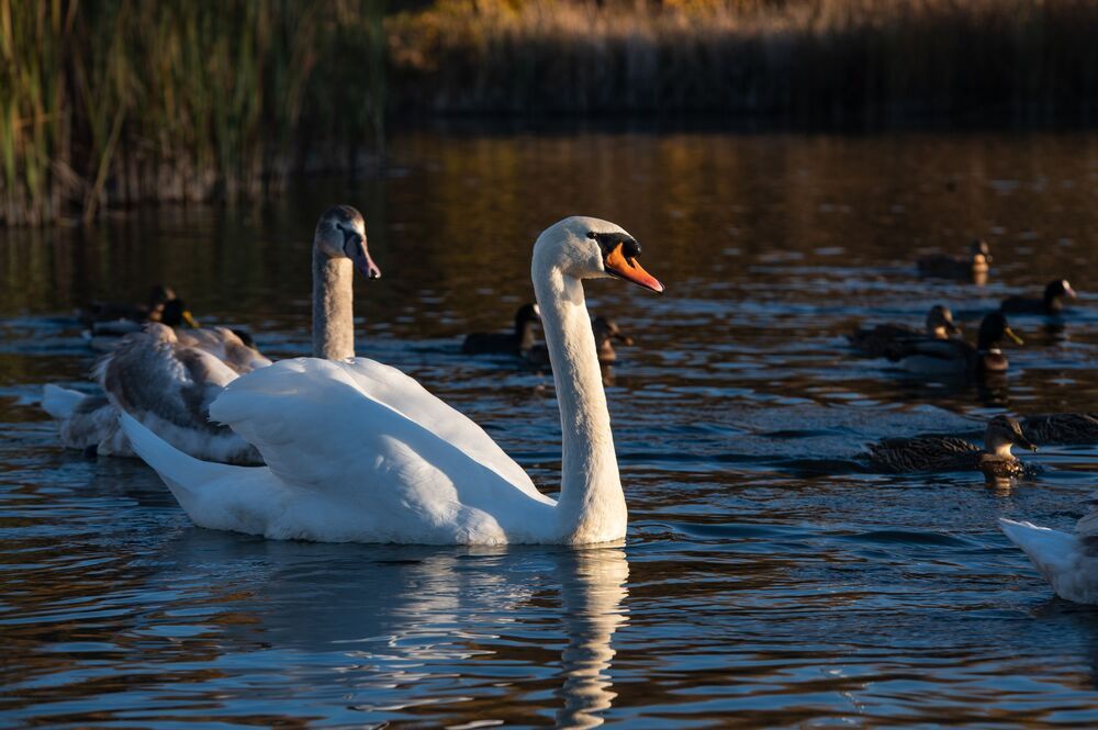 Swan lake