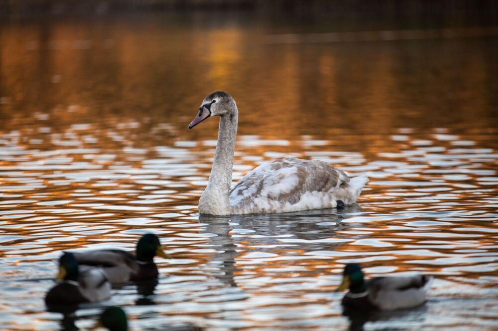Swan lake