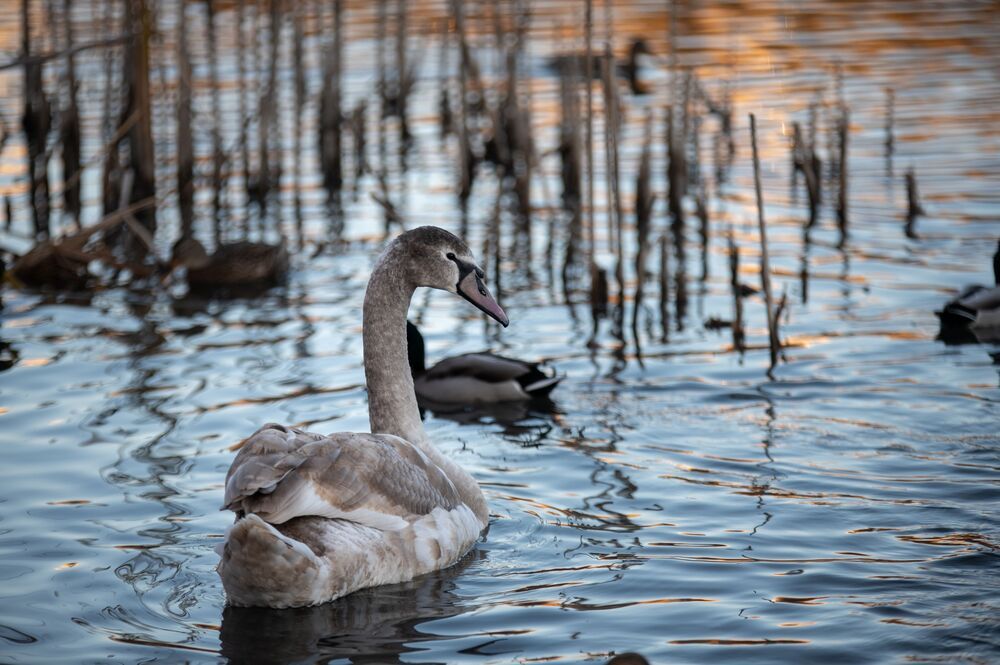 Swan lake
