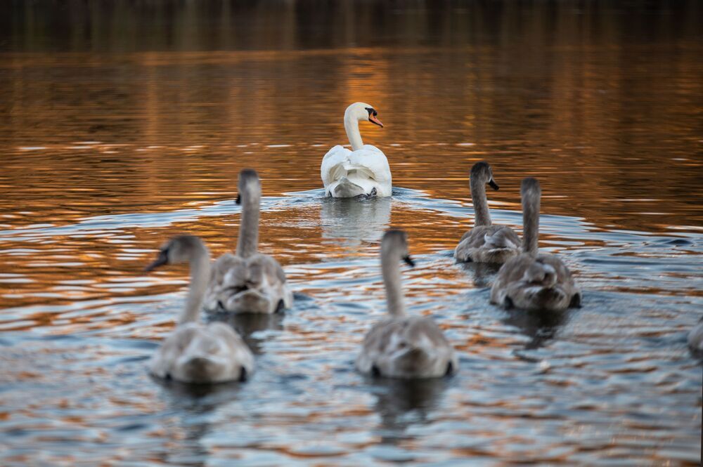 Swan lake