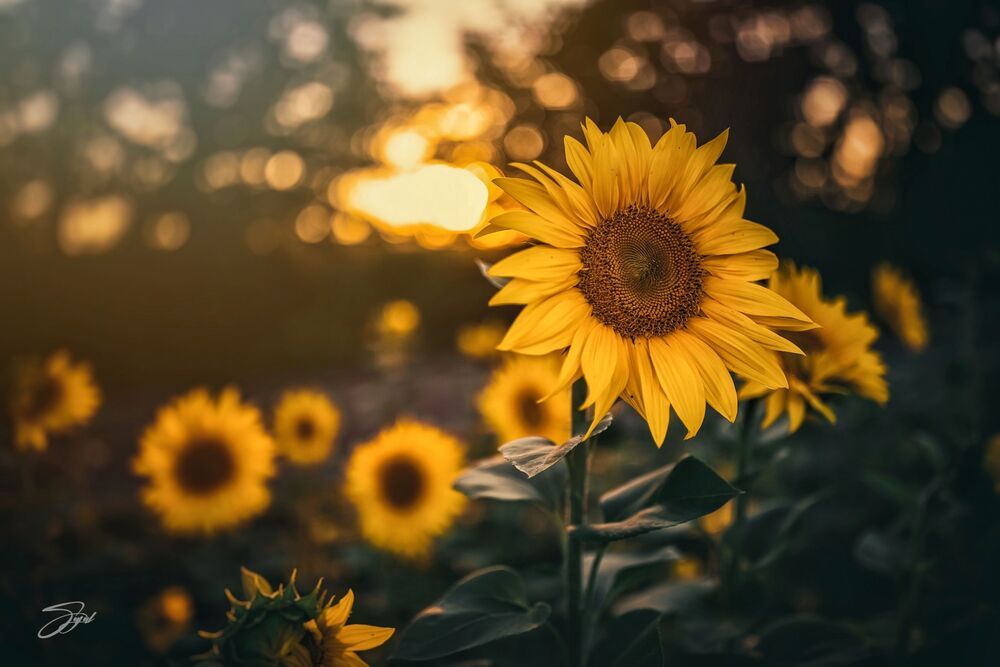 The Core Of Beauty Is Simplicity
