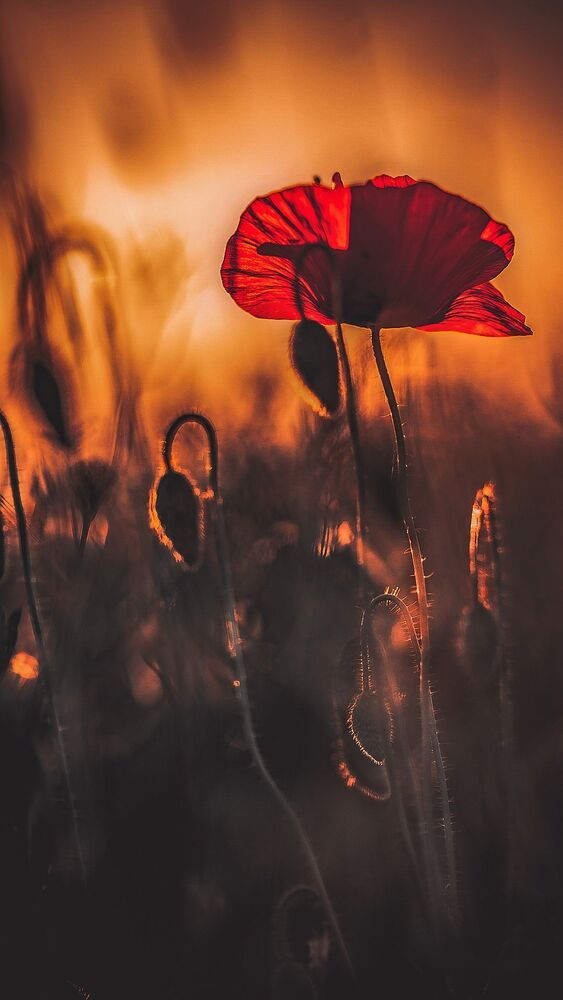 The Core Of Beauty Is Simplicity