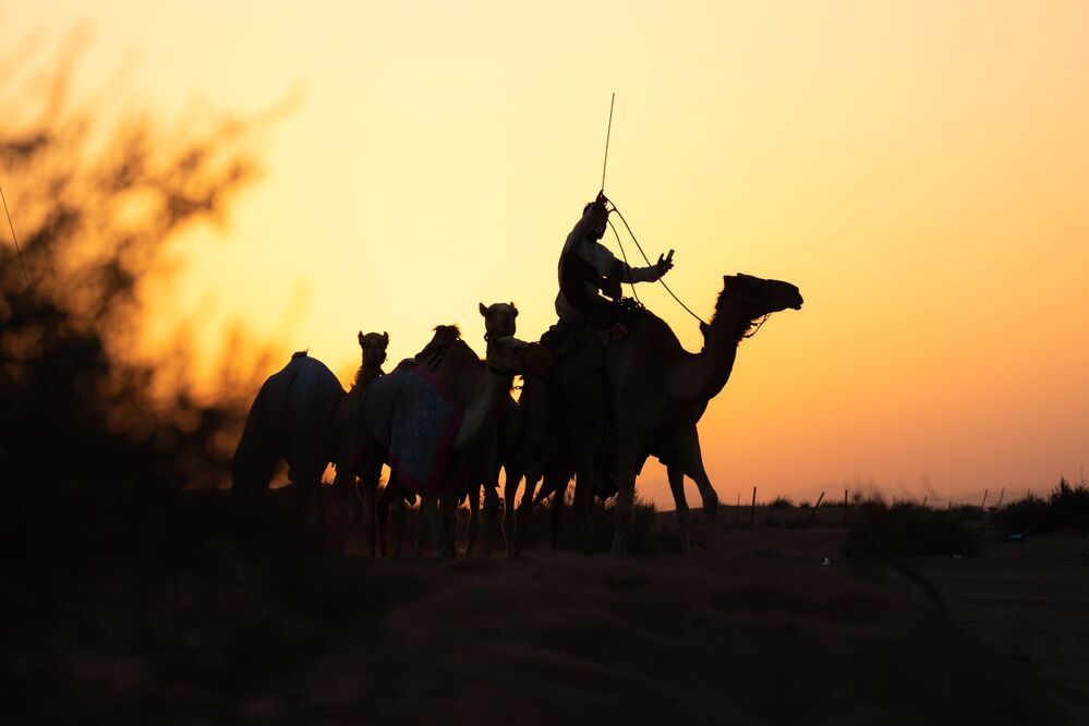 Daily Desert Life