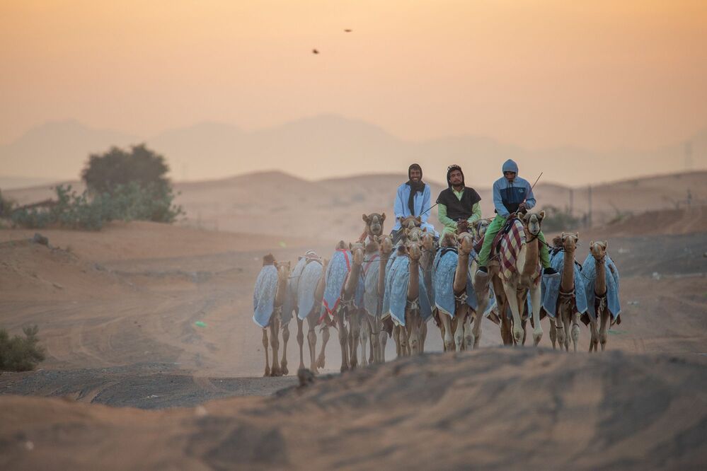 Daily Desert Life
