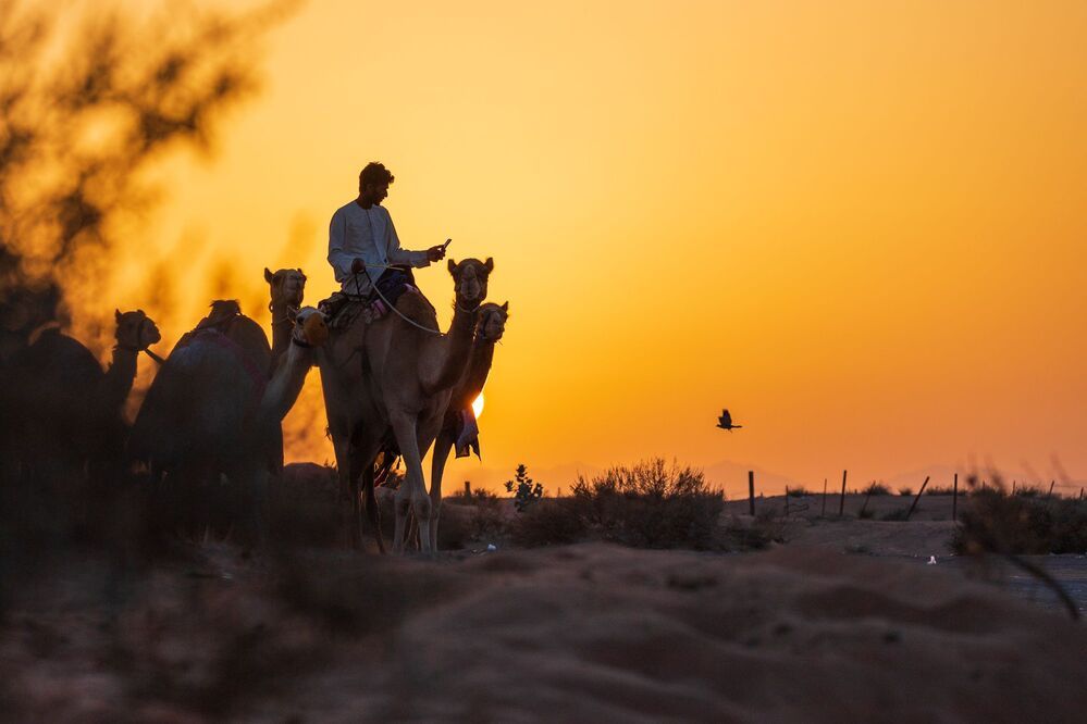 Daily Desert Life
