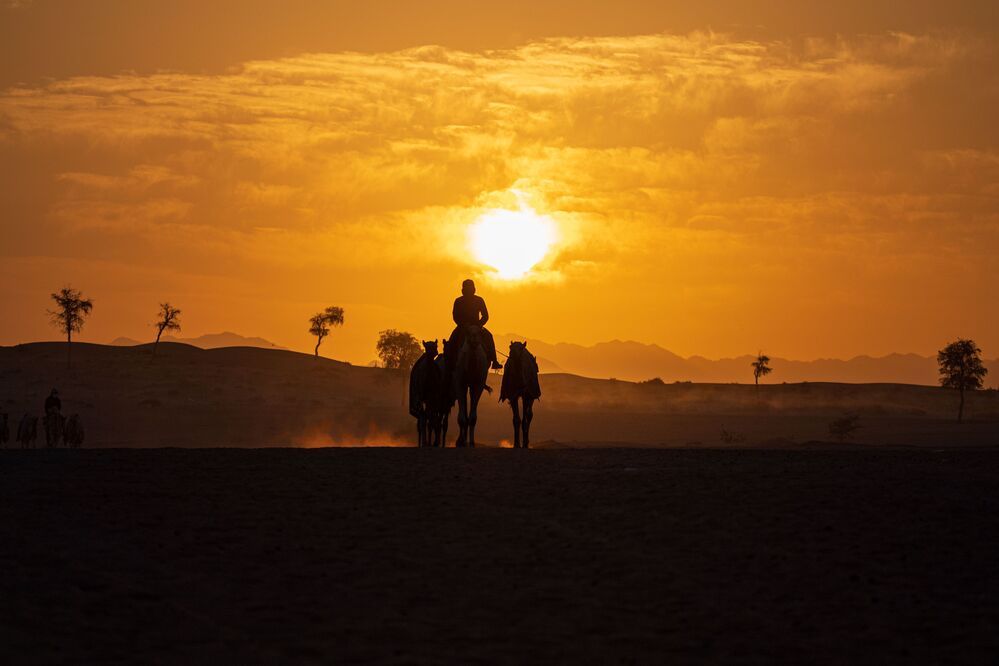 Daily Desert Life