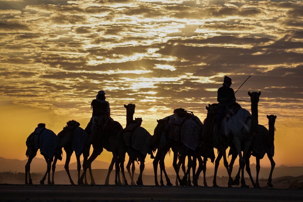 Daily Desert Life