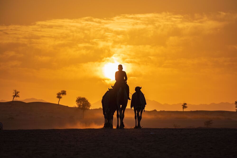 Daily Desert Life