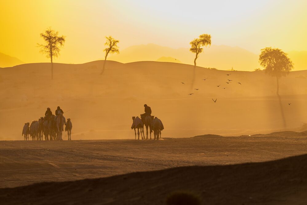 Daily Desert Life