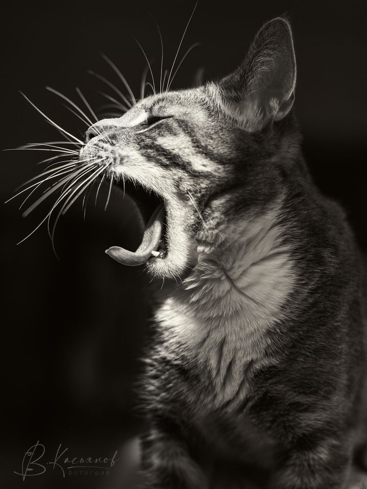 Tiger within!