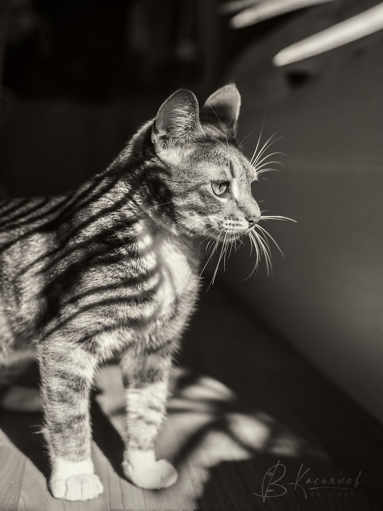 Tiger within!