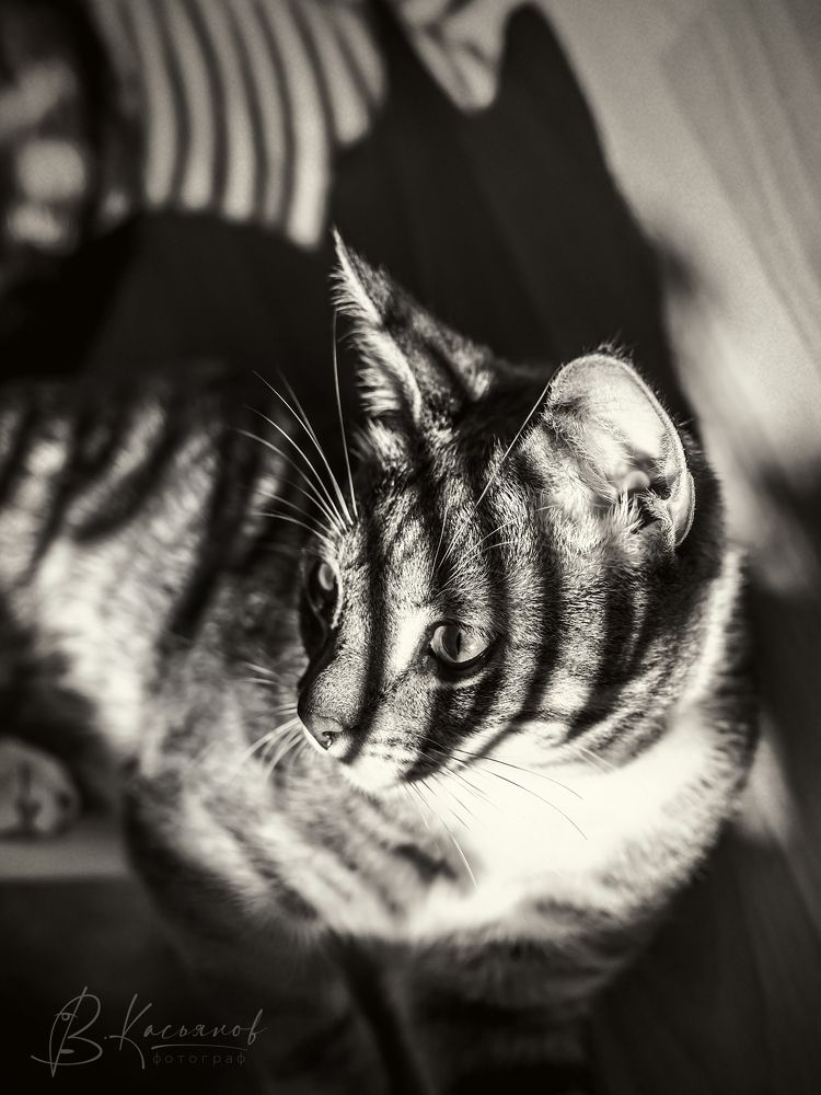Tiger within!