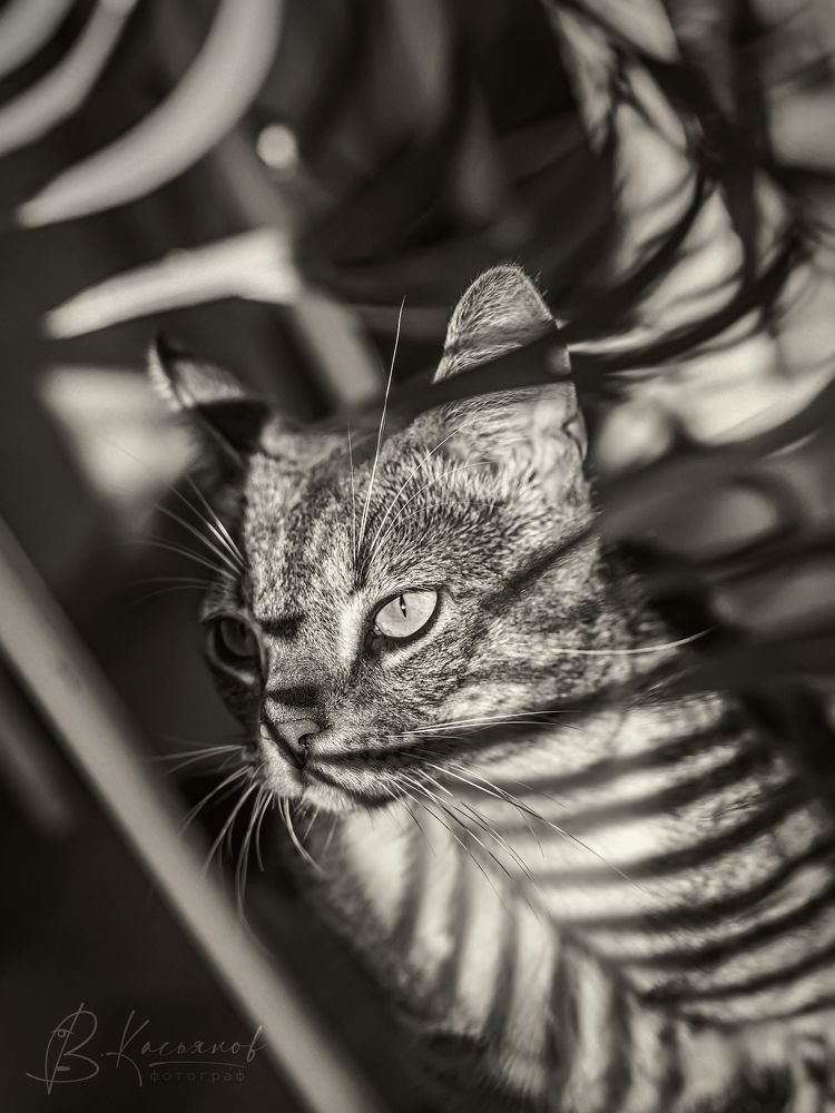 Tiger within!