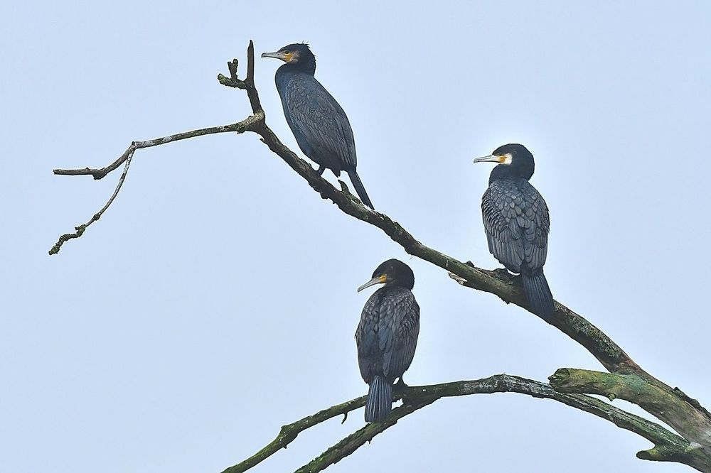 Photo 2088829