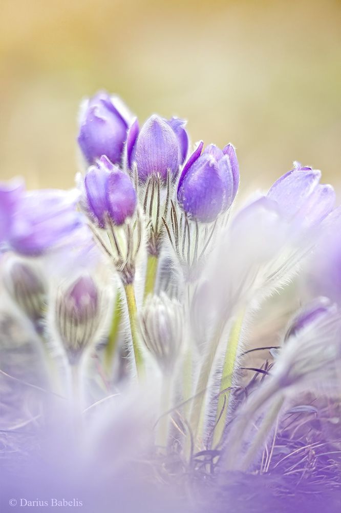 Сон-трава