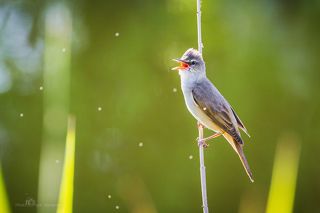 Во весь голос