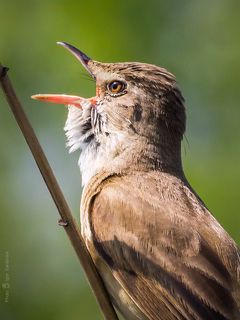 Портрет артиста