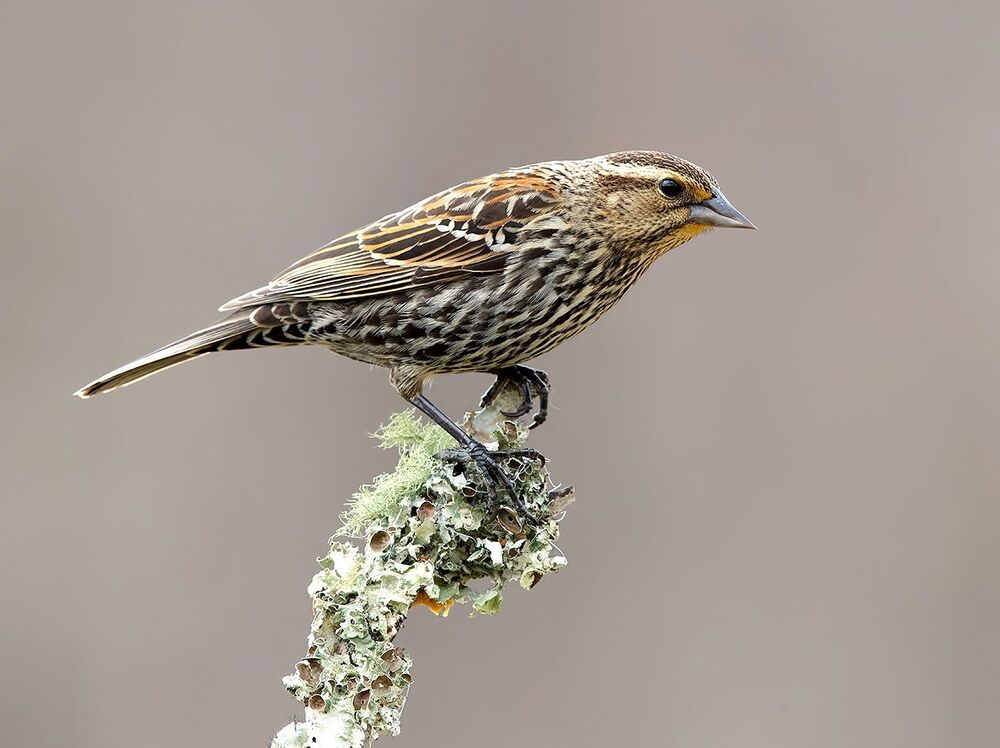 Red-winged Blackbird Female - самка. Красноплечий чёрный трупиал