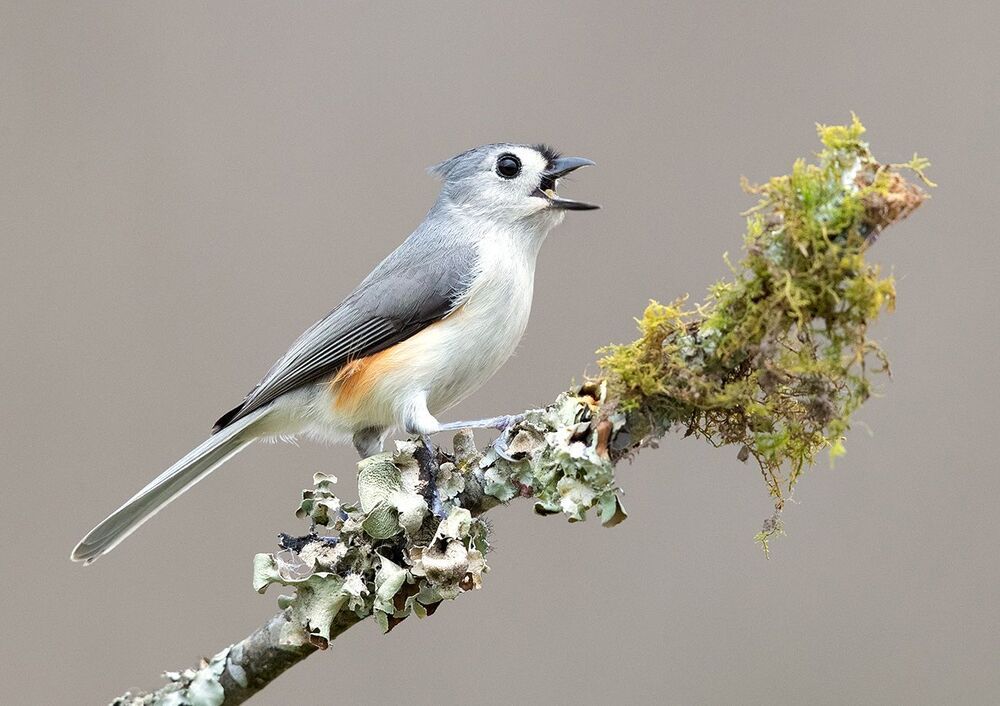 Tufted Titmouse -Острохохлая синица