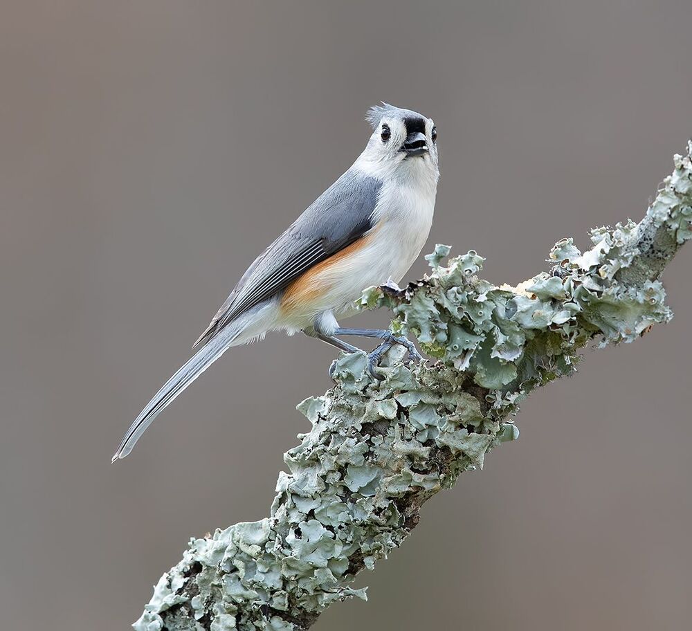 Tufted Titmouse -Острохохлая синица