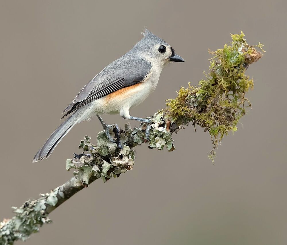Tufted Titmouse -Острохохлая синица