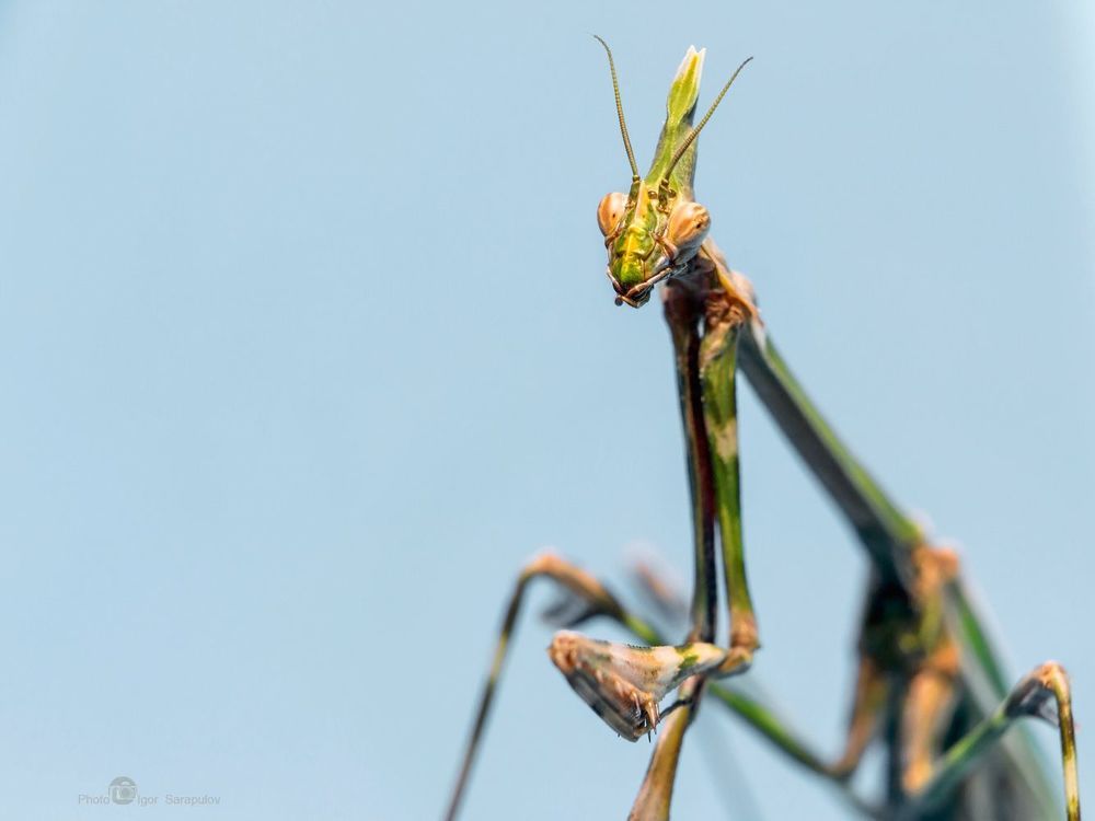 Эмпуза полосатая (Empusa fasciata). Canon EOS 60D