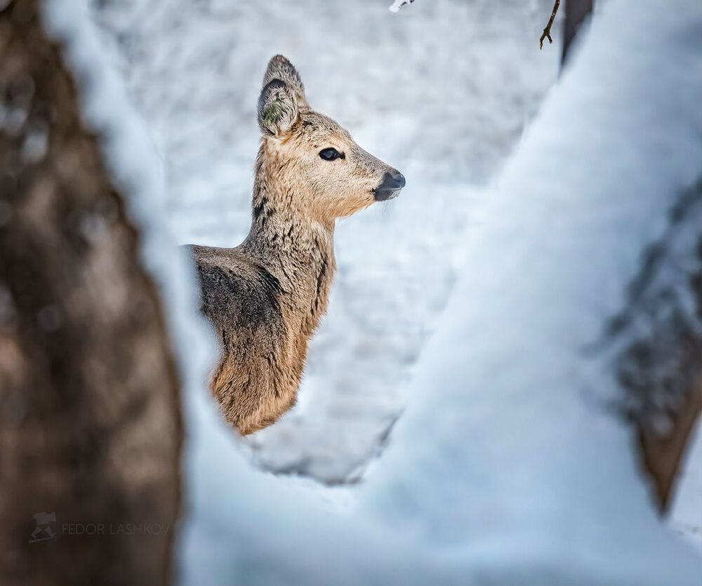 Косуля. Из фотопроекта &laquo;Открывая Ставрополье&raquo;.