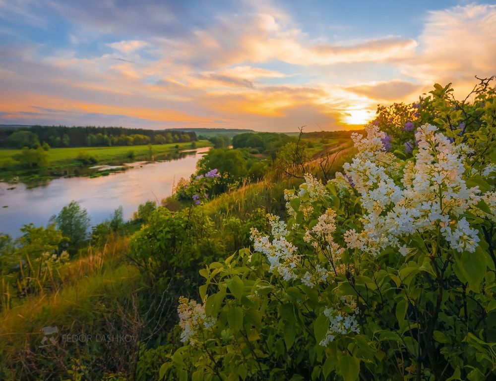 Белая сирень