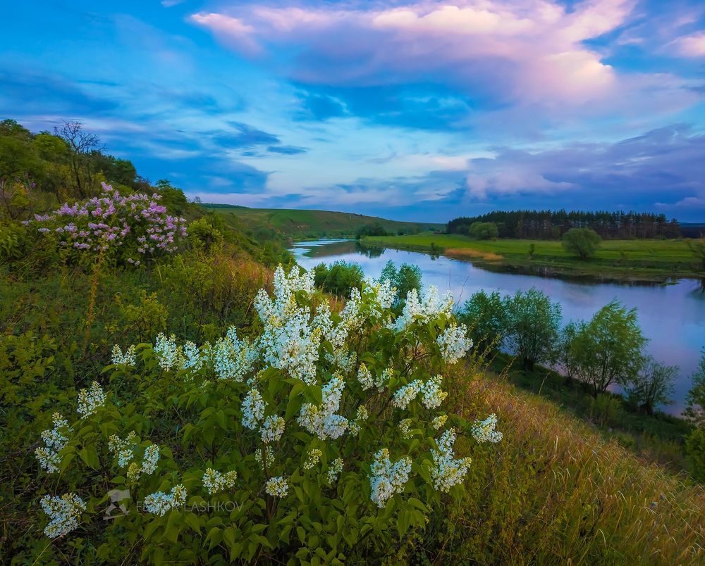 Белая сирень