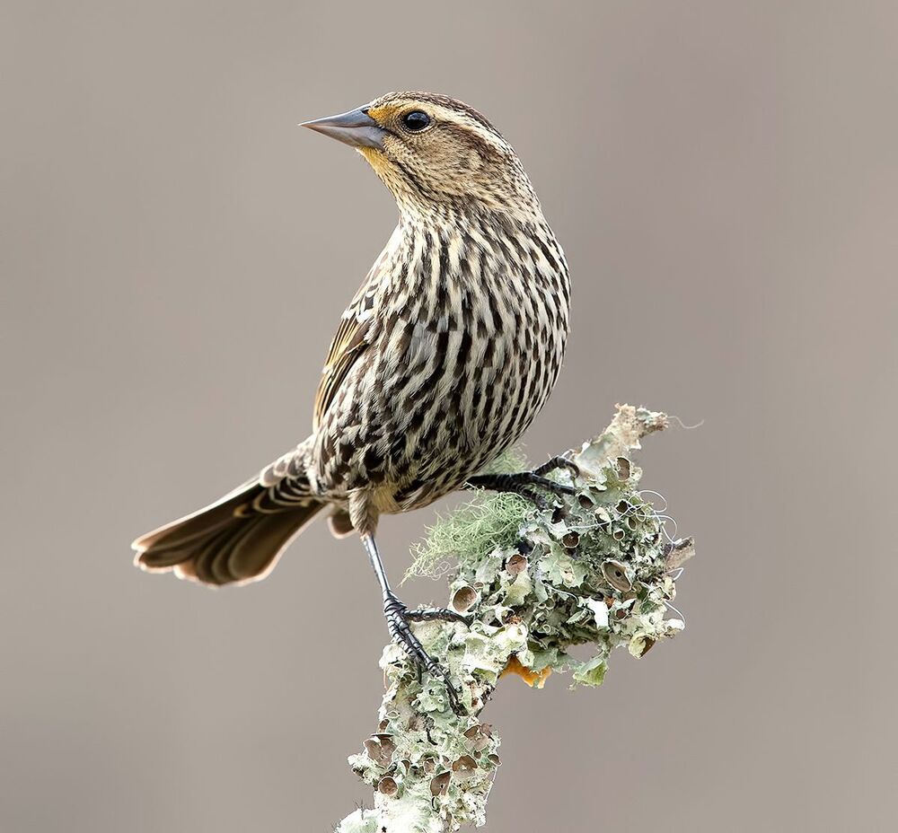 Red-winged Blackbird Female -Красноплечий чёрный трупиал. cамка