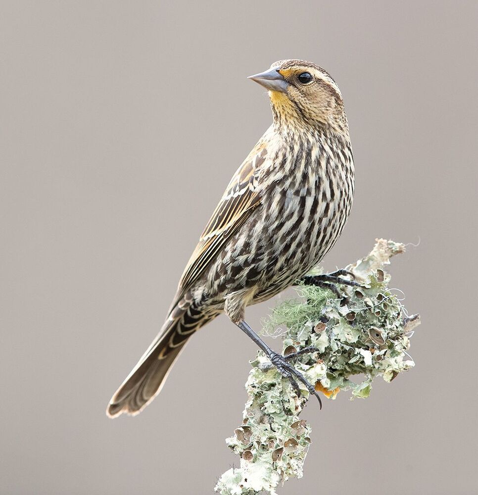 Red-winged Blackbird Female -Красноплечий чёрный трупиал. cамка