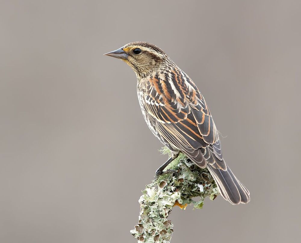 Red-winged Blackbird Female -Красноплечий чёрный трупиал. cамка