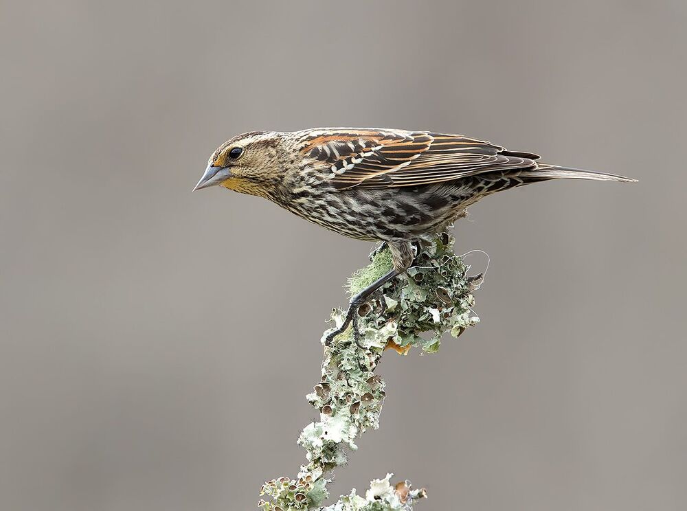 Red-winged Blackbird Female -Красноплечий чёрный трупиал. cамка