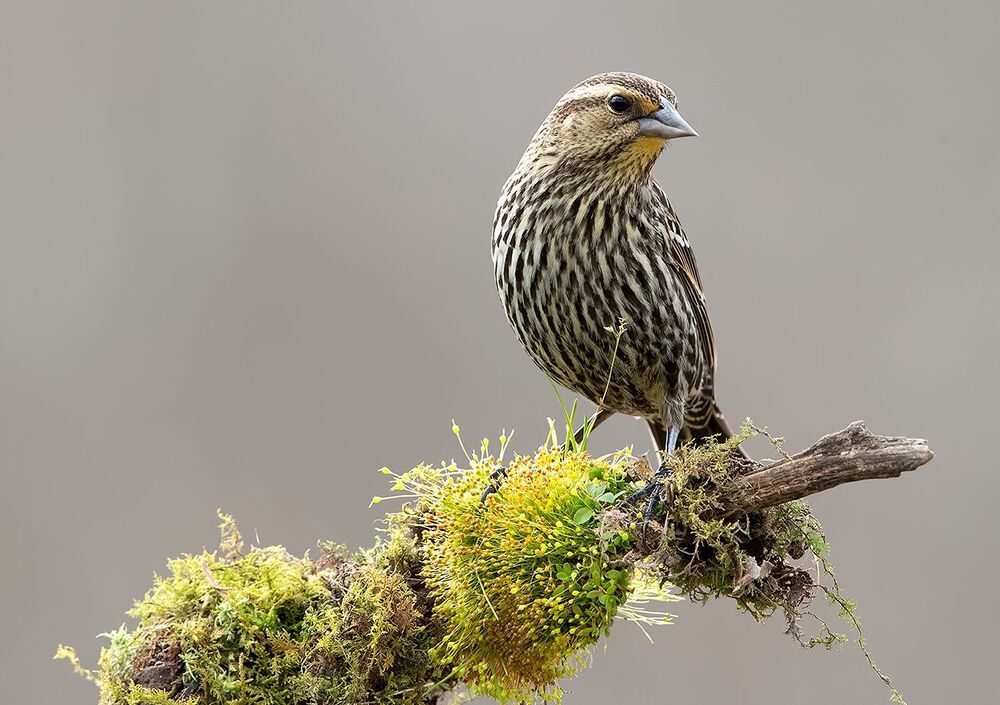 Red-winged Blackbird Female -Красноплечий чёрный трупиал. cамка