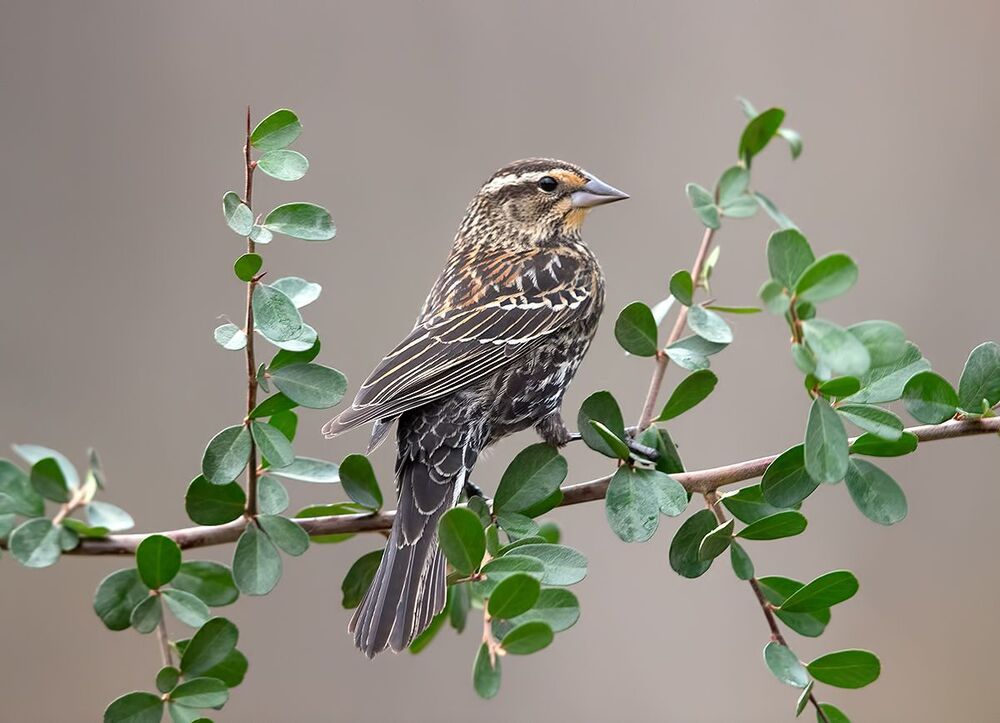 Red-winged Blackbird Female -Красноплечий чёрный трупиал. cамка