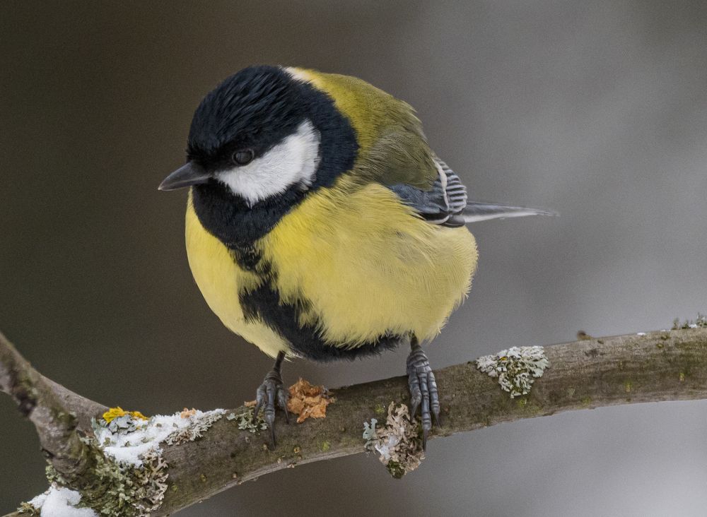 Этюды с синичкой