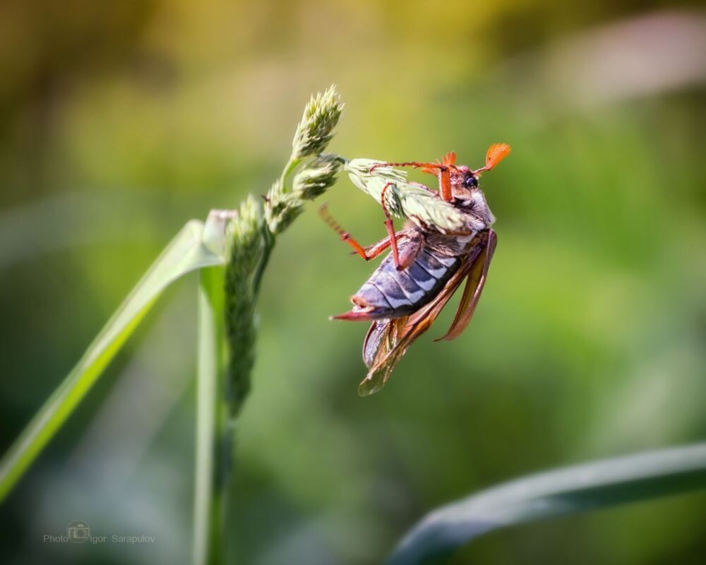 Держи меня, соломинка, держи меня ...  Canon EOS 60D