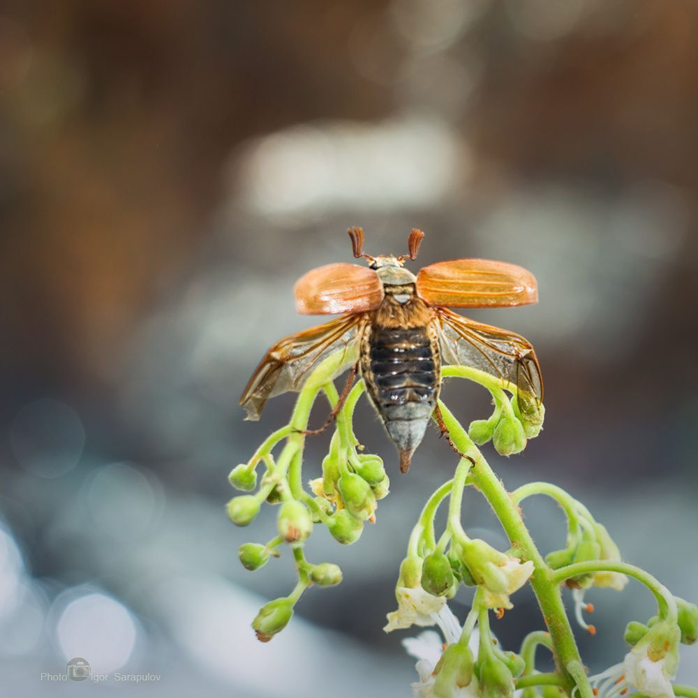 На взлёте. Canon EOS 60D