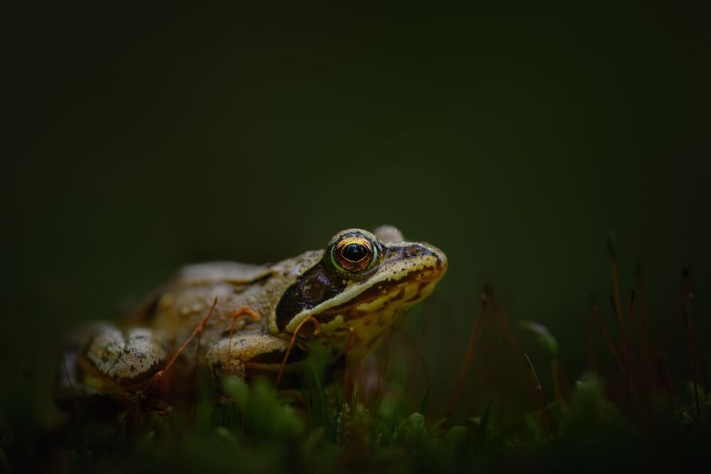 Photo 2096323