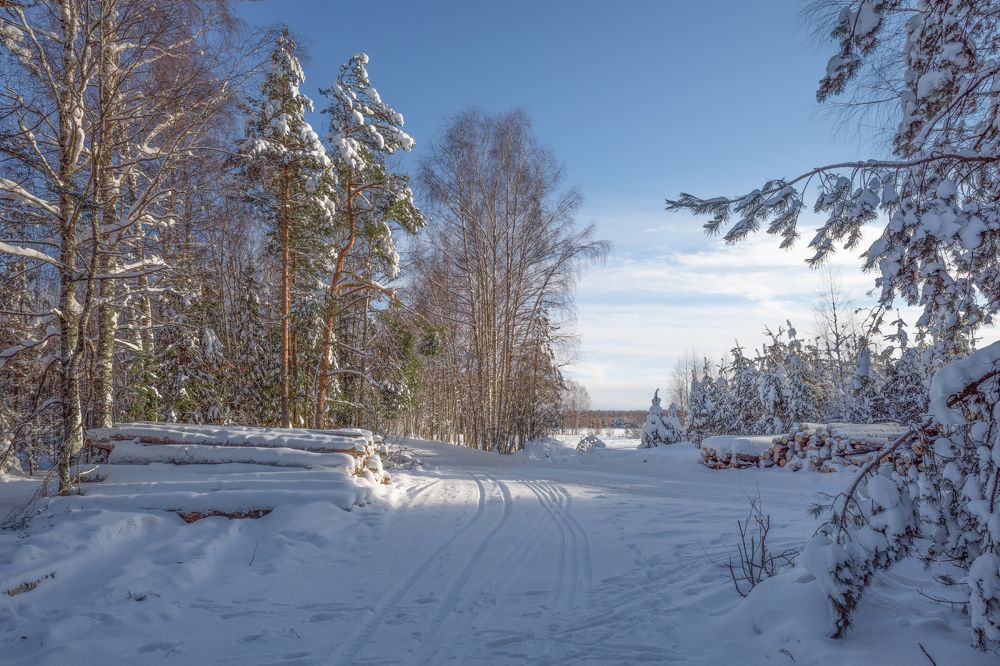 зимний лес